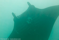BD-111124-Raja-Ampat-5158-Manta-birostris-(Walbaum.-1792)-[Giant-manta.-Stillahavsmanta].jpg